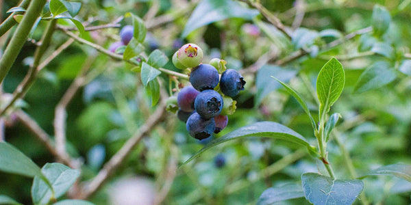 The Power of Bilberry (Vaccinium myrtillus)
