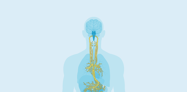The Vagus Nerve: What It Is and Why You Might Need to Calm It Down