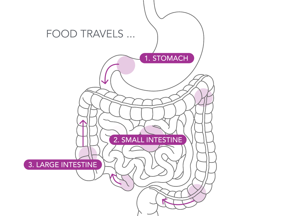 <p>What is gut motility —<br/>and why does it matter?</p> - Mobile image