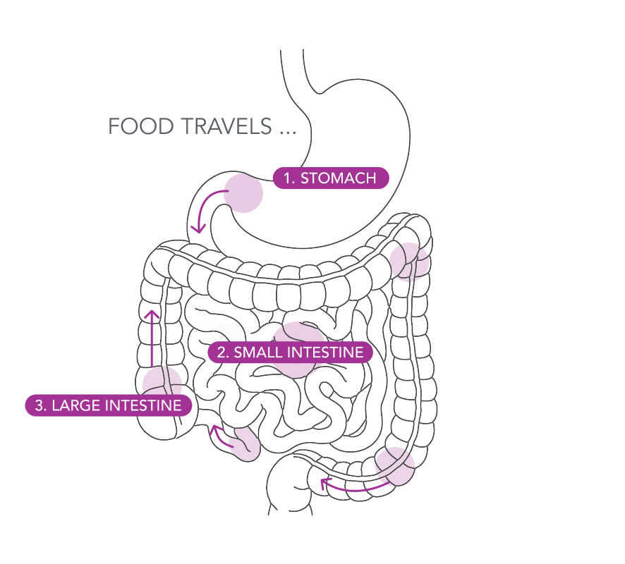 <p>What is gut motility —<br/>and why does it matter?</p>