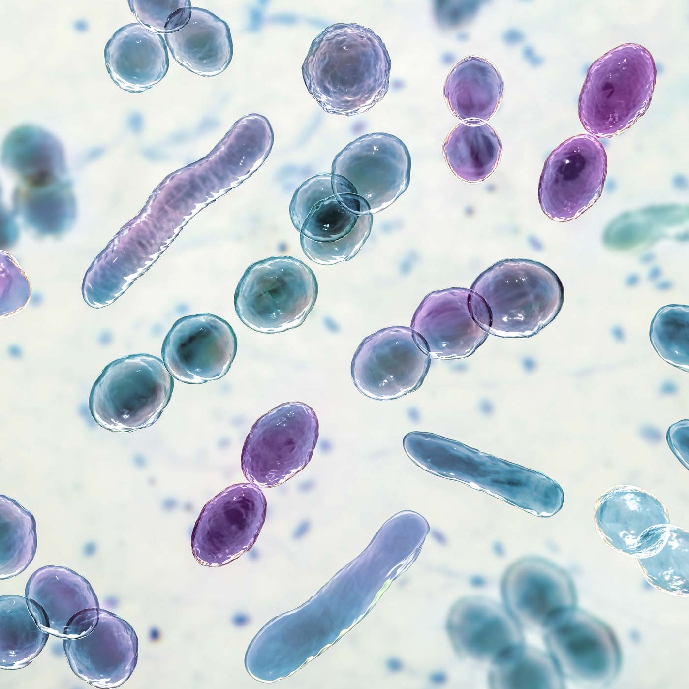 <p>Small Intestinal Bacterial Overgrowth (SIBO) and Anxiety</p>