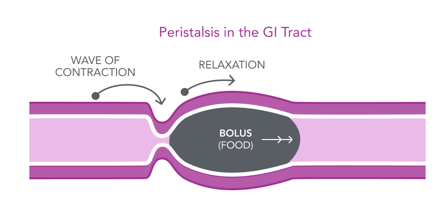 <p>What is peristalsis?</p> - Mobile image