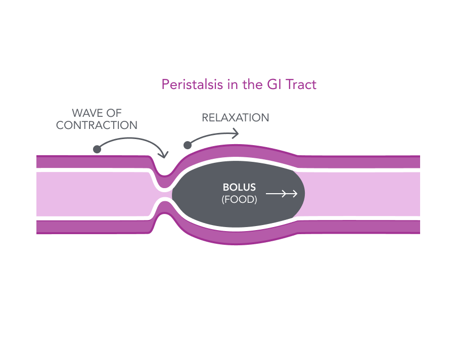 <p>What is peristalsis?</p>