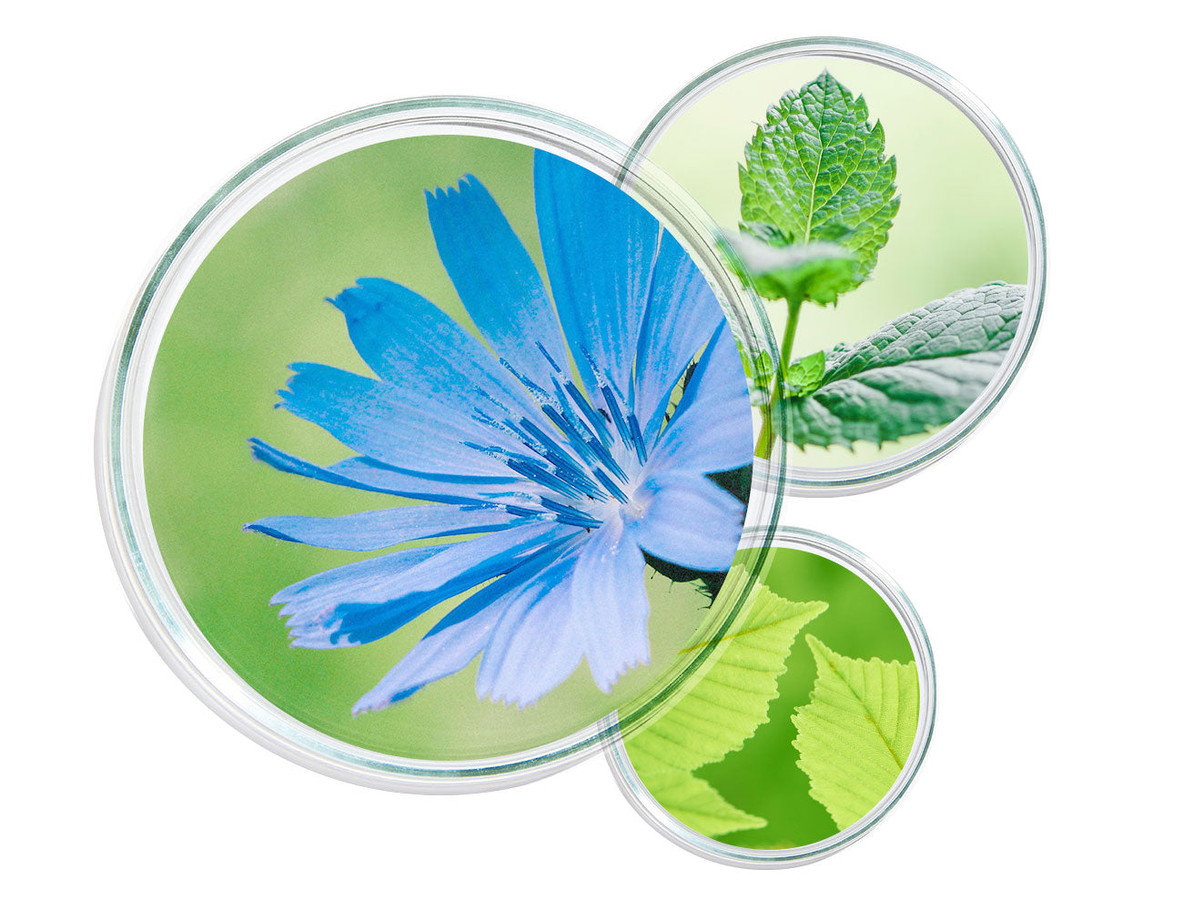 <p>Prebiotic power + mint </p> - Mobile image