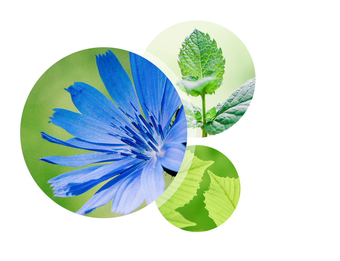 <p>Prebiotic power + mint </p>