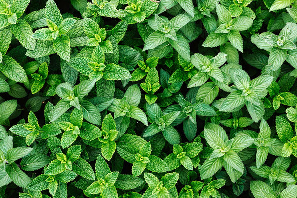 Refresh Your Health with Spearmint